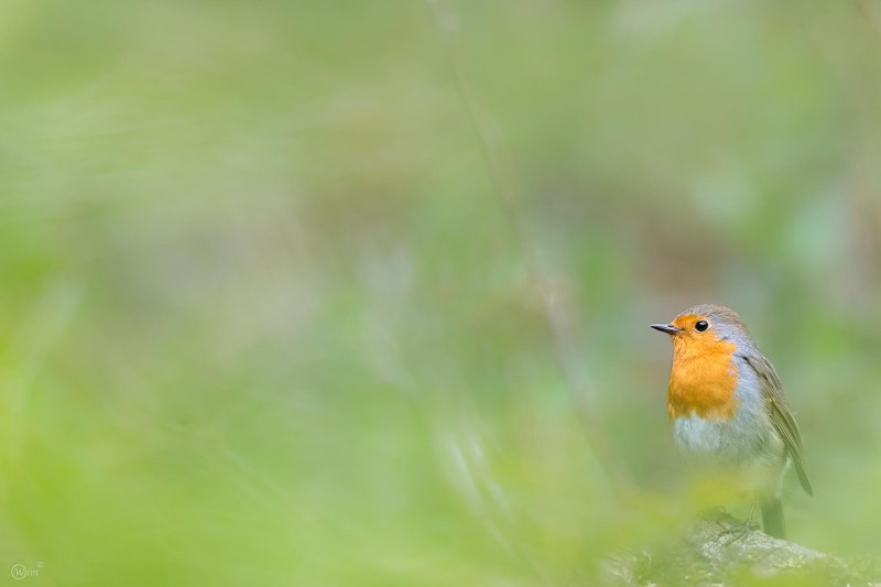 20170507-Roodborstje